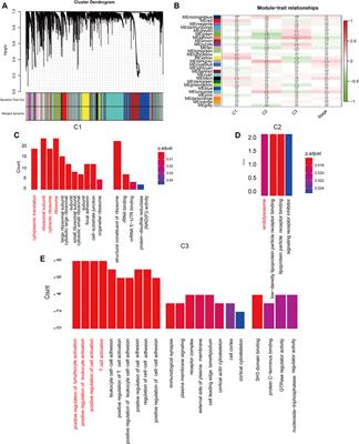 M5C-Related lncRNA Predicts Lung Adenocarcinoma and Tumor Microenvironment Remodeling: Computational Biology and Basic Science